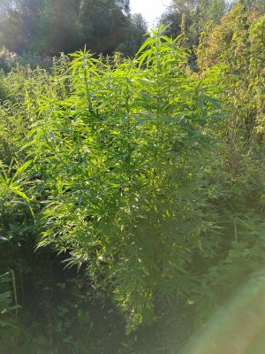 IMG_20240901_182503.jpg IMG_20240901_182503.jpg