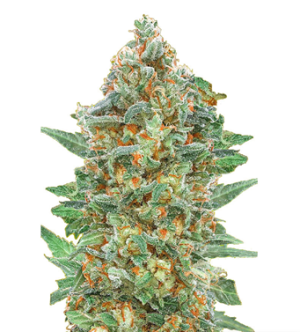 1725352736448.png 1725352736448.png