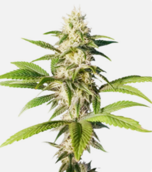 1725385779870.png 1725385779870.png