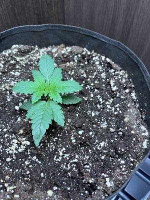 IMG_5265.jpeg IMG_5265.jpeg