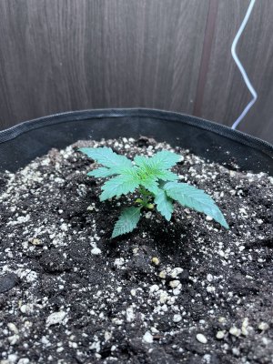 IMG_5266.jpeg IMG_5266.jpeg