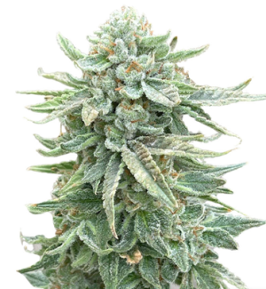 1725525885128.png 1725525885128.png