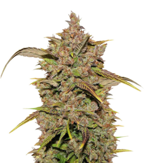 1725525893010.png 1725525893010.png