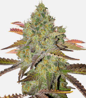 gdp fast version.png gdp fast version.png