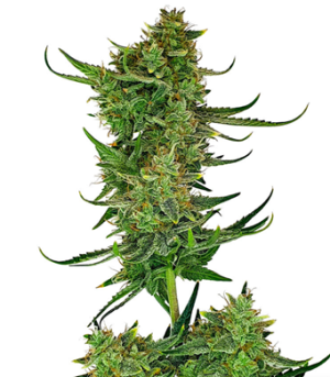 1725614688459.png 1725614688459.png