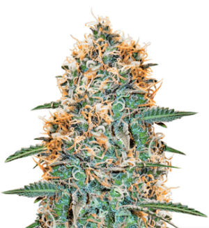 1725617143440.png 1725617143440.png