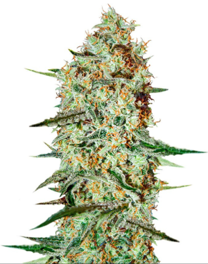 1725996377974.png 1725996377974.png