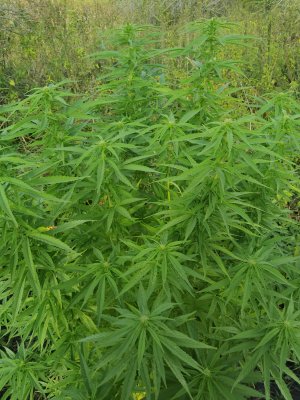 IMG_20240916_155655.jpg IMG_20240916_155655.jpg