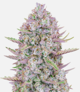 1726487710221.png 1726487710221.png