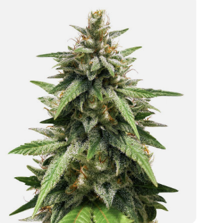 1726487748470.png 1726487748470.png