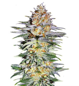 1726516070536.png 1726516070536.png