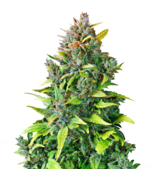 1726559033490.png 1726559033490.png