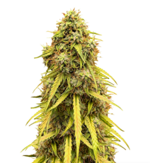 1726729293107.png 1726729293107.png