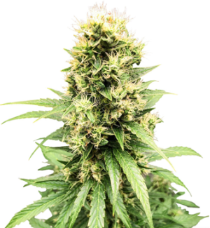 1726729296886.png 1726729296886.png