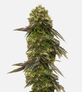 1726751966782.png 1726751966782.png