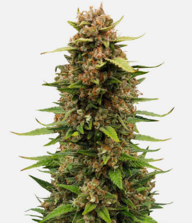 1726751986235.png 1726751986235.png