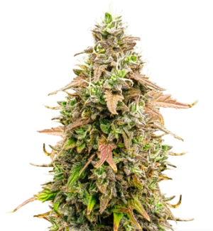 1726762501128.png 1726762501128.png