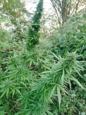 IMG_20240920_070443_294.jpg IMG_20240920_070443_294.jpg