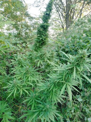 IMG_20240920_070437_953.jpg IMG_20240920_070437_953.jpg