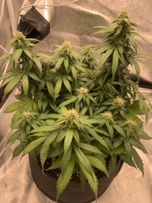 IMG_6896.jpeg IMG_6896.jpeg