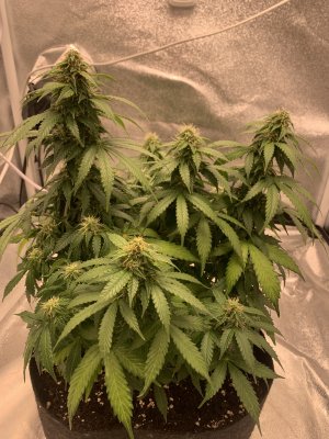 IMG_6897.jpeg IMG_6897.jpeg