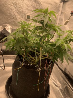 IMG_6899.jpeg IMG_6899.jpeg