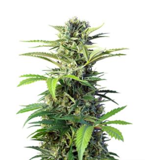 1726923202644.png 1726923202644.png