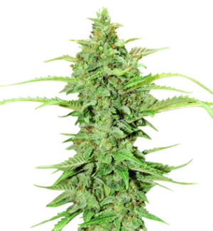 1726923210707.png 1726923210707.png