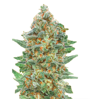 1727012750930.png 1727012750930.png