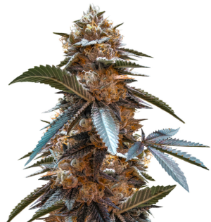 1727282176274.png 1727282176274.png