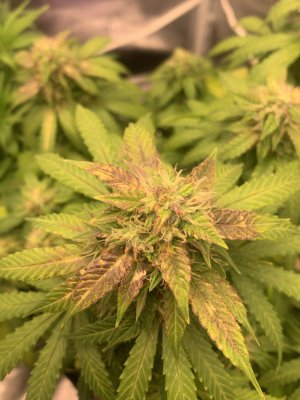 IMG_6935.jpeg IMG_6935.jpeg