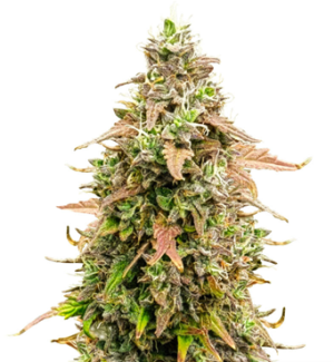 1727969384172.png 1727969384172.png