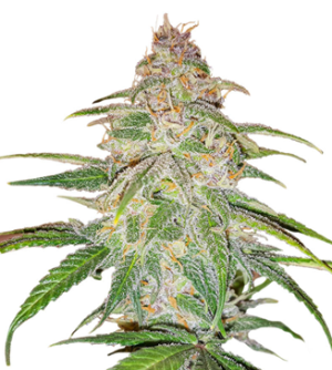 1727969387958.png 1727969387958.png