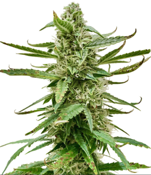 1728412765670.png 1728412765670.png