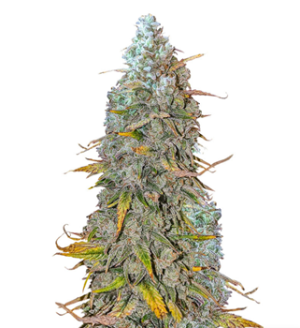 1728476296045.png 1728476296045.png