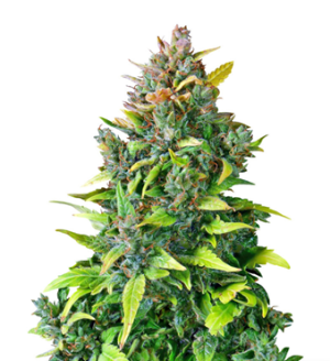 1728476304886.png 1728476304886.png