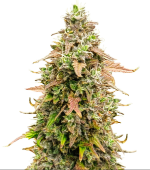 1728558253038.png 1728558253038.png