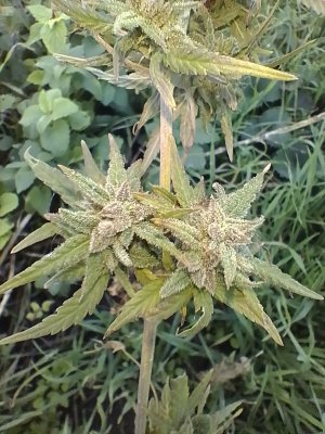 IMG_20241010_154241.jpg IMG_20241010_154241.jpg