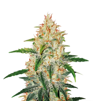 1728643018510.png 1728643018510.png