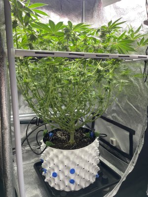 IMG_4874.jpeg IMG_4874.jpeg