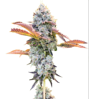 1728832938306.png 1728832938306.png