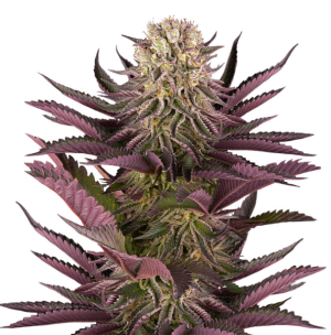 1728832995836.png 1728832995836.png