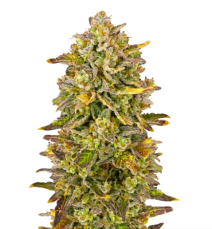 1728840371616.png 1728840371616.png