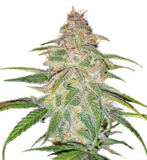 1728899621434.png 1728899621434.png