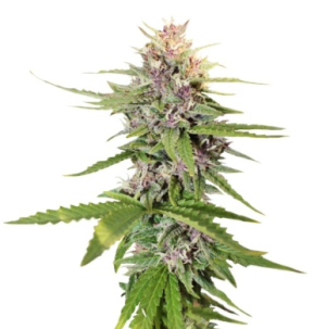 1728908934767.png 1728908934767.png