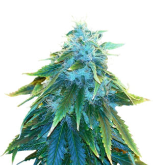 1728922346876.png 1728922346876.png