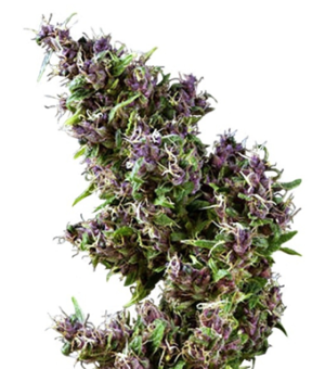 1729011409900.png 1729011409900.png