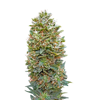 1729011416153.png 1729011416153.png