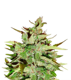 1729011420037.png 1729011420037.png