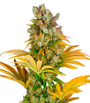 1729016301500.png 1729016301500.png